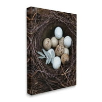 Индустриски индустрии Затворање на птици јајца гнездо животински светла Фотографија галерија завиткана платно