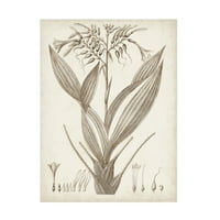 Визија студио „Сепија Егзотични растенија vii“ платно уметност