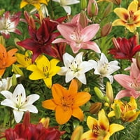 Van zyverden lilies asiatic мешан сет на светилки дел од сонце мулти-боја