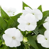 Sunpatiens® Impatiens 2.5QT Бели годишни растенија во живо со садови за одгледувачи