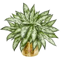 Скоро природно 17in. Сребрена кралица вештачко растение во декоративен засадувач, зелена