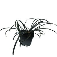 Контејнери од тенџере со црна декоративна трева од Мондо