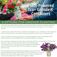 4-пакет, 4. внатре Eco+Grande Supertunia Vista Paradise Live Plant, розови цвеќиња