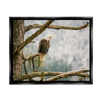 Слупел орел искривени гранки од шумско дрво животни и инсекти Фотографија Црн пловиј врамен уметнички печатен